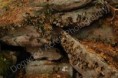/album/photogallery/a025-watermarked-jpg/